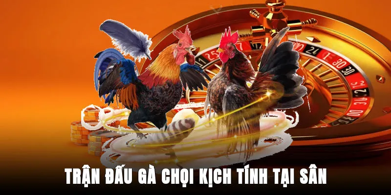 tran-dau-ga-choi-kich-tinh-tai-san
